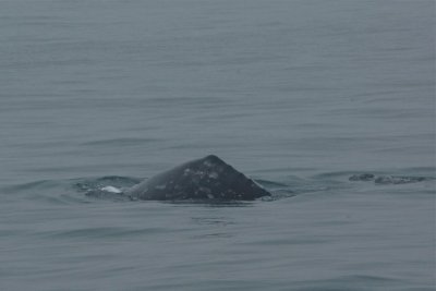 Grey whale, mother and calf, Santa Barbara