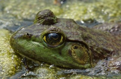 Bullfrog