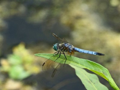 Dragonfly, broad-bodied chaser (Libellula depressa) male