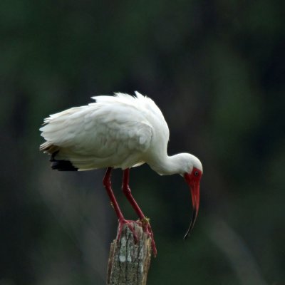 Ibis