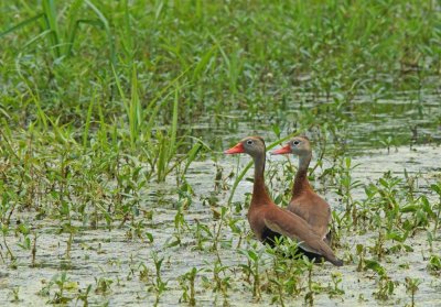 Black-bellied whistling ducks