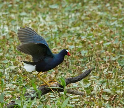 Purple gallinule