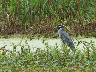 Yellow-crowned night-heron