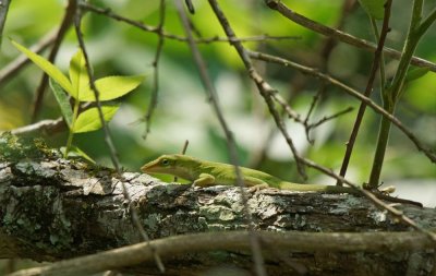  Green anole