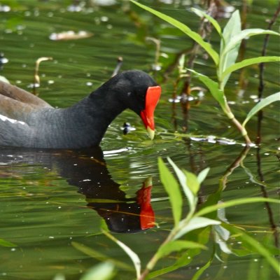 Moorhen