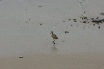 Whimbrel, This looks promising, walks over to take a look.
