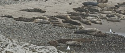 Harbor seals on Carpinteria beach