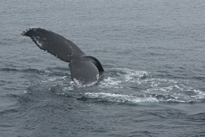 Humpback whale, Santa Barbara