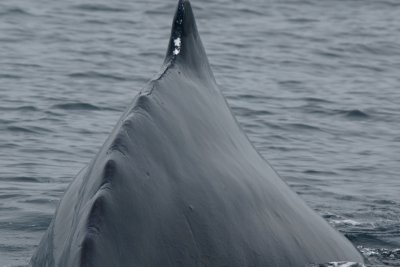 Humpback whale, Santa Barbara