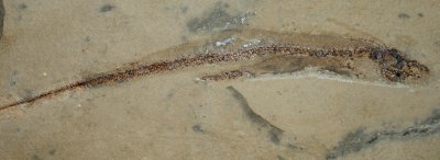 Complete male Bear Gulch shark, Harpagofututor volsellorhinus, 16cm, with claspers