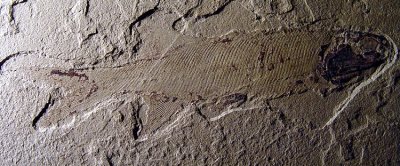 Bear Gulch Acantonescus palaeoniscid