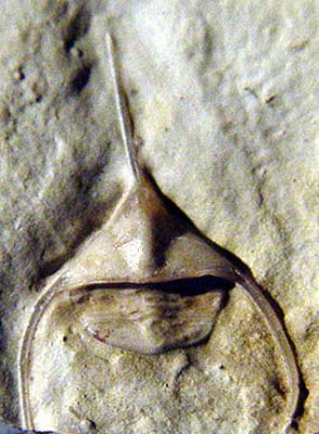 Lonchodomas mcgeehi, 18 mm complete trilobite.  Poolville Member, Bromide Formation, Dunn Quarry.