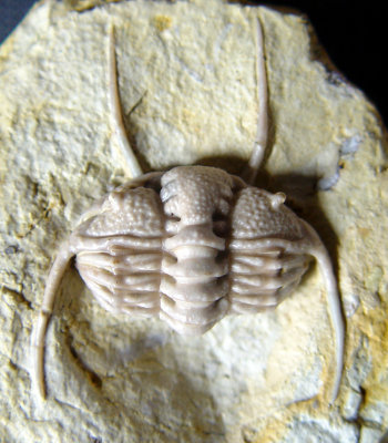 Eoceraurus trapezoidalis Esker,  33 mm excellent enrolled specimen.  Poolville Member, Bromide Formation, Dunn Quarry.
