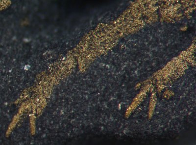 Detail of Triarthrus claws
