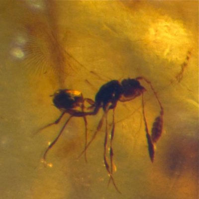 Fairyfly, a tiny parasitoid chalcid wasp