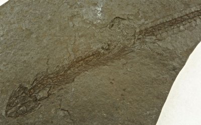 Ptyonius marshi, 75 mm long, Upper Carboniferous, Linton, Ohio, USA.