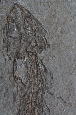 Ptyonius skull and front of body showing tiny limbs