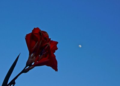 May flowermoon
