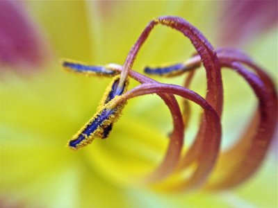 May stamens