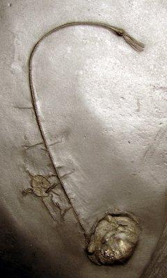 HRS Brachiopod with crinoid.jpg