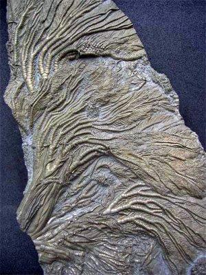 UK Jurassic Pentacrinites showing 5 complete crowns, 17cm specimen