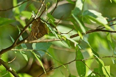 Tawny emperor