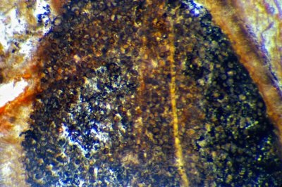 Aglaophyton major, detail of spores in sporangium.