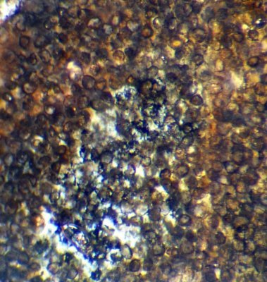 Aglaophyton major, detail of spores in sporangium.