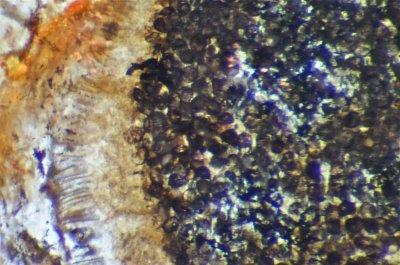 Aglaophyton major, detail of spores in sporangium.