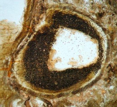 Aglaophyton major, 4mm sporangium with spores. Note thick sporangial wall.