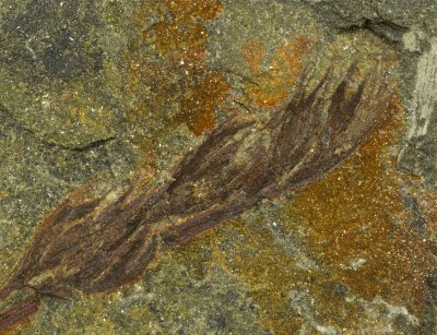Moresnetia zalesskyi. Late Devonian. Dinant, Belgium. The earliest seed plant. 15 cm slab with seed-bearing cupules to 10 mm.