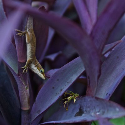 June anole on sprinkler