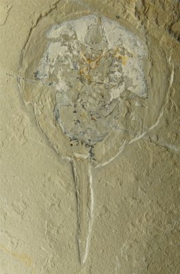 This complete male Cretaceous horseshoe crab in ventral view shows preservation of limbs and book gills. It's 14.5 cm long.