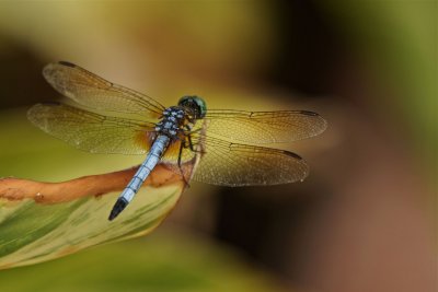Garden Dragonflies
