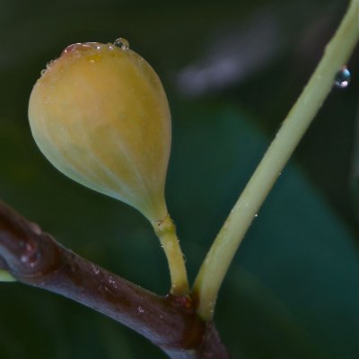 Fig