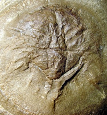 Palaeolimulus longispinus, 60 mm, with well preserved limbs in micrite. Filamentous algae, productid brachiopod and nematodes.