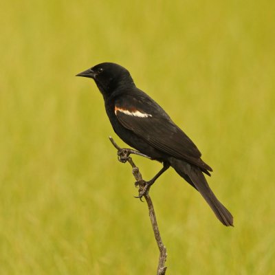 Presumably a Red-winged blackbird (Agelaius phoeniceus), though the white bar makes it look like a Tricolored. Beaverwalk, Hinto