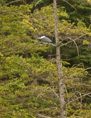 Belted kingfisher (Ceryle alcyon), Beaver walk, Hinton.