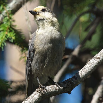 Juvenile Gray jay. There was a couple of black-backed woodpeckers higher up.