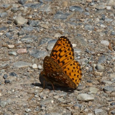 a butterfly on the path