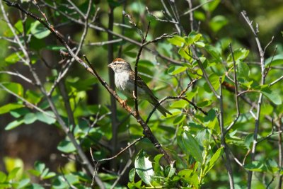 Chipping sparrow (Spizella passerina)