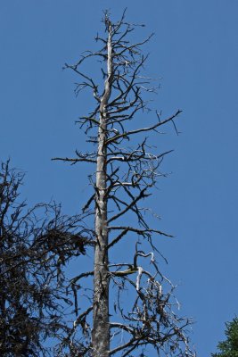 The dead tree. Home to black-backed woodpeckers