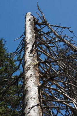 The dead tree. Home to black-backed woodpeckers