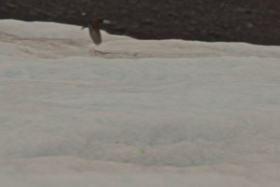 A gray-crowned rosy finch (Leucosticte tephrocotis) would flutter up for brief moments before landing in the gullies of ice