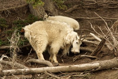 Mountain Goats, Bighorn Sheep and Elk
