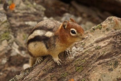 Golden-mantled ground squirrel (Spermophilus lateralis) at Moraine Lake