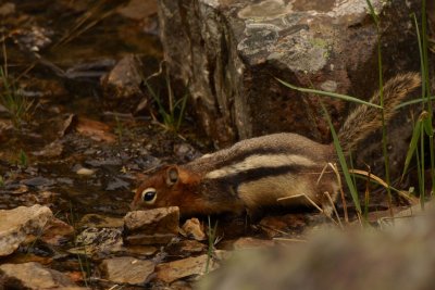 Golden-mantled ground squirrel (Spermophilus lateralis) taking a drink at Moraine Lake