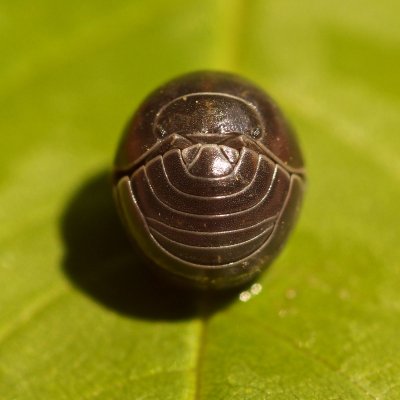 Garden Isopod