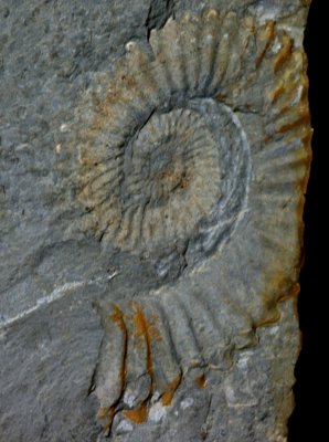 Choristoceras sp, 4cm. Zlambach Formation, Late Triassic. Hinterri, Austria.