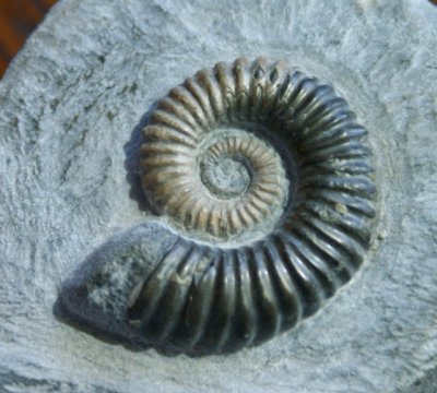 Australiceras jacki, 35 mm heteromorph ammonite. Aptian, Early Cretaceous. Walsh River, Queensland, Australia.